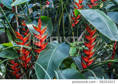 Heliconia Bihai Macaw Flowers 98281923