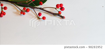 一種在冬天結出紅色漿果的吉祥冬青 98281952