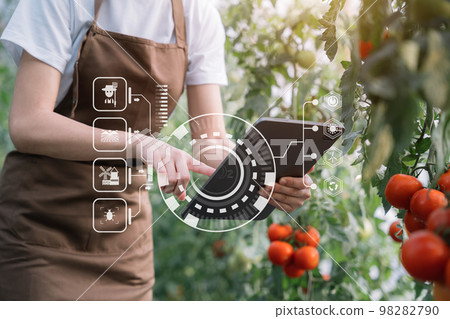 Farmer with tablet computer checking quality and freshness of tomato vegetables in organic food farm. 98282790
