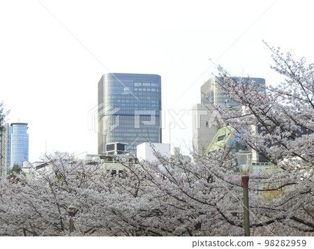韌公園(大阪市西區)盛開的櫻花 韌公園(大阪市西區)盛開的櫻花 98282959