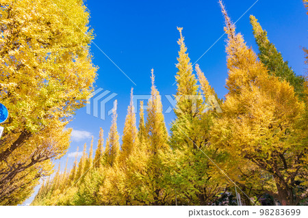 (Tokyo) Jingu Gaien Ginkgo Trees Yellow Leaves 98283699