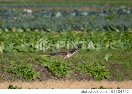 Winter, low-flying gray parrot young bird 03 Winter, low-flying gray parrot young bird 03 98284742
