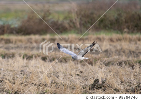 In winter, a low-flying gray marsh ♂ adult bird 03 In winter, a low-flying gray marsh ♂ adult bird 03 98284746