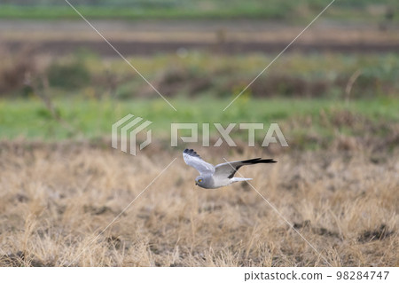 In winter, a low-flying gray marsh ♂ adult bird 04 In winter, a low-flying gray marsh ♂ adult bird 04 98284747