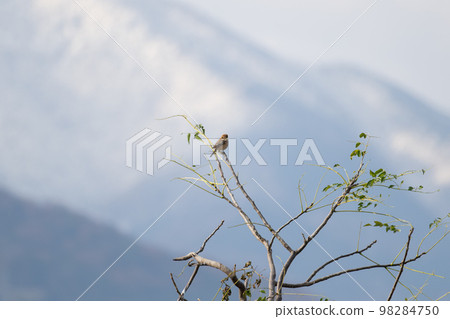 冬天,伯勞鳥棲息在樹枝上,背景是雪山 冬天,伯勞鳥棲息在樹枝上,背景是雪山 98284750