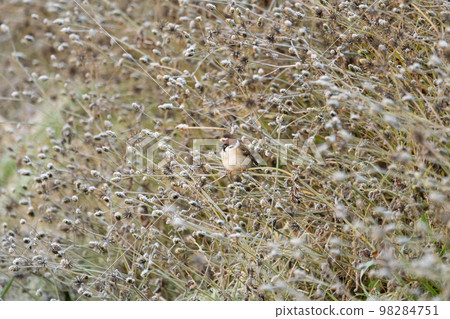 一隻麻雀蜷縮在寒冷的冬日早晨 一隻麻雀蜷縮在寒冷的冬日早晨 98284751