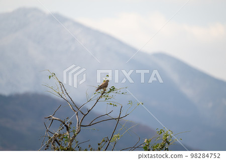 冬天，紅隼 ♀ 型棲息在雪山背景下的樹枝上 98284752