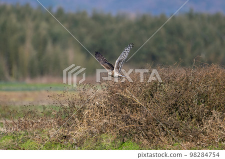 Juvenile gray fox foraging in winter 01 Juvenile gray fox foraging in winter 01 98284754