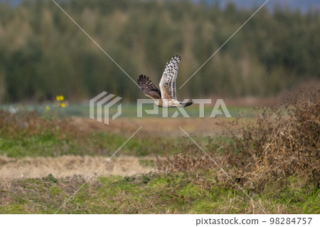 A juvenile gray leopard bird foraging in winter 04 98284757