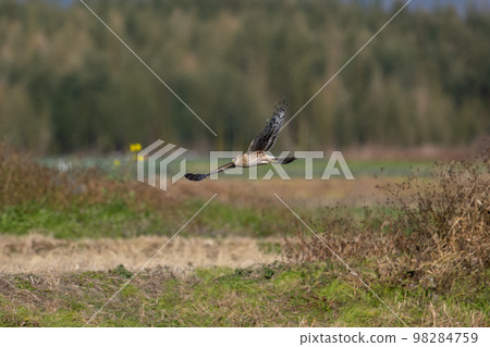 A juvenile gray leopard bird foraging in winter 05 A juvenile gray leopard bird foraging in winter 05 98284759