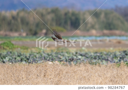 In winter, the gray pheasant ♀ type that flies over the grassland In winter, the gray pheasant ♀ type that flies over the grassland 98284767