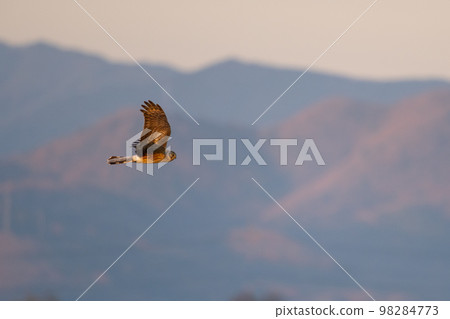 冬日里，一隻稚嫩的灰色沼澤♂在朝陽下飛翔 98284773