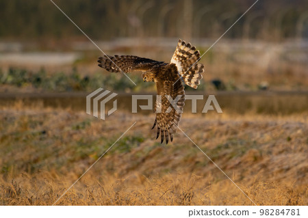 A juvenile gray harrier flipping over a meadow in winter 98284781