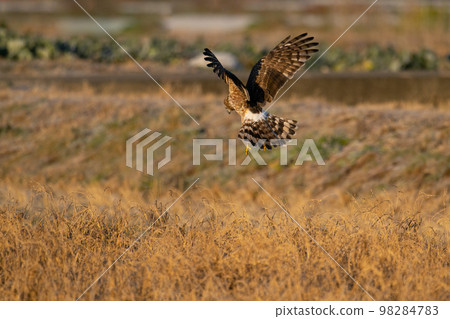 In winter, a juvenile gray parrot flying in the sky 02 In winter, a juvenile gray parrot flying in the sky 02 98284783