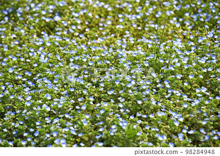 A group of Fagus crenata A group of Fagus crenata 98284948