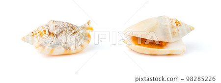 Conch Seashell from Both Sides Isolated on White Conch Seashell from Both Sides Isolated on White 98285226
