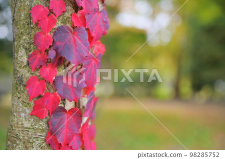 鮮紅的常春藤葉纏繞在樹幹上 98285752