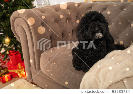 Concept of Merry Christmas, Christmas dog, space for text Concept of Merry Christmas, Christmas dog, space for text 98285784