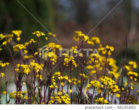 Flower of a white tie Flower of a white tie 98285883