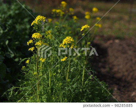 Water rape blossoms 98285885