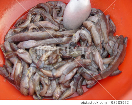 河魚(豐沙灣/老撾) 河魚(豐沙灣/老撾) 98285922