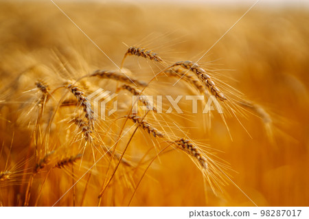 Sunset wheat golden field in the evening. Growth nature harvest. Agriculture farm. Sunset wheat golden field in the evening. Growth nature harvest. Agriculture farm. 98287017