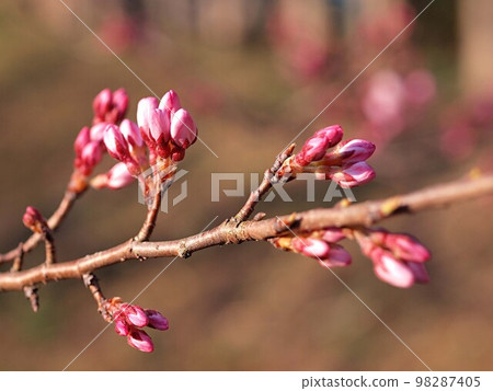 Shokawa cherry blossoms starting to bloom 98287405
