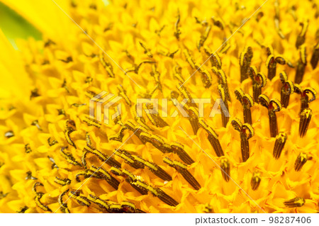 Pollen on a sunflower plant, macro photography of the texture of abstract nature and organic background. The sunflower is in bloom. 98287406