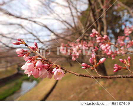 Shokawa cherry blossoms starting to bloom 98287409