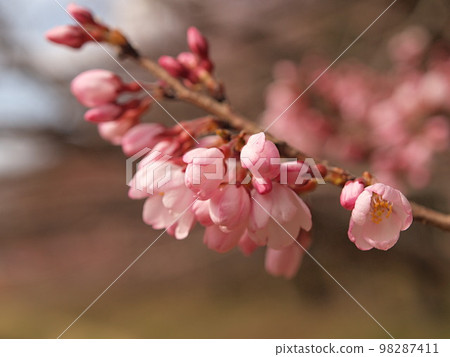 Shokawa cherry blossoms starting to bloom 98287411