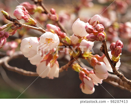 Shokawa cherry blossoms starting to bloom 98287413