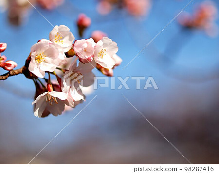 Shokawa cherry blossoms starting to bloom 98287416