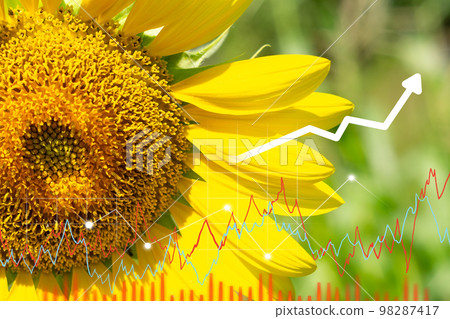 Sunflower, price, stock and production growth chart, food crisis. Rising prices for sunflower oil 98287417