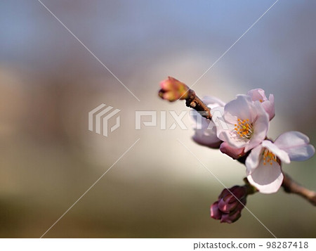 Shokawa cherry blossoms starting to bloom 98287418
