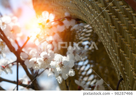 Flowering tree branch in spring, beauty in nature, selective focus. The beginning of spring, straw hat 98287466