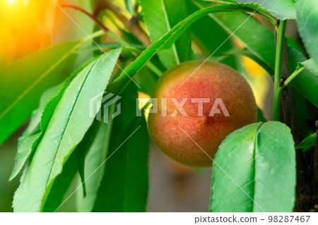 Peach fruits on a tree branch with leaves. Fruit Peach Garden Concept. Selective focus 98287467