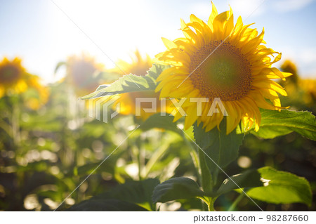 Backdrop Of The Beautiful Sunflowers Garden. Field Of Blooming Sunflowers On A Background Sunset. 98287660