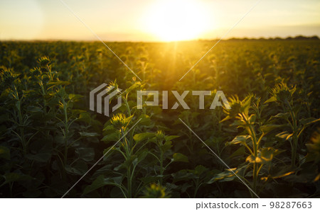 Backdrop Of The Beautiful Sunflowers Garden. Field Of Blooming Sunflowers On A Background Sunset. Backdrop Of The Beautiful Sunflowers Garden. Field Of Blooming Sunflowers On A Background Sunset. 98287663