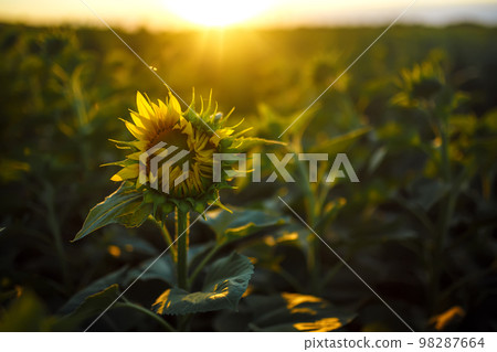 Backdrop Of The Beautiful Sunflowers Garden. Field Of Blooming Sunflowers On A Background Sunset. Backdrop Of The Beautiful Sunflowers Garden. Field Of Blooming Sunflowers On A Background Sunset. 98287664