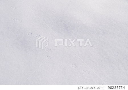 Cat footprints on the snow 98287754