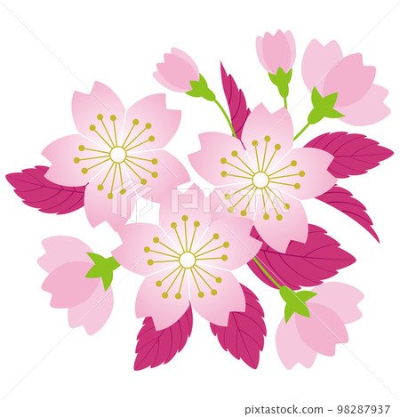 Cherry tree 1 98287937