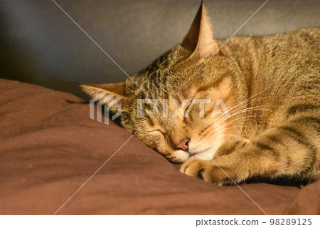 A sleeping face of a tabby cat living in a log house in a university village 98289125