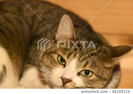 A 2-year-old mackerel tiger cat relaxing on the second floor of a log house 98289128