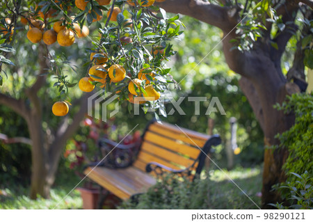 公園椅， 橘子,  橘子樹, 果園，公園の椅子、オレンジ、オレンジの木、果樹園、tangerine 98290121