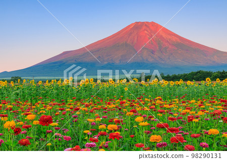 山梨縣_盛開的鮮花和紅山的絕景 山梨縣_盛開的鮮花和紅山的絕景 98290131