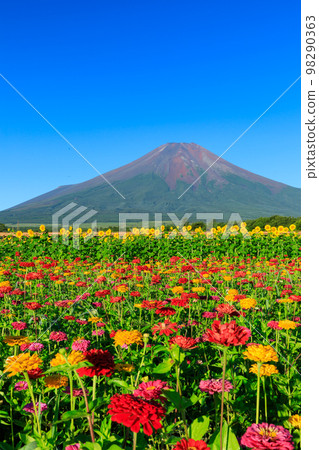 Yamanashi _ Flower garden in full bloom and superb view of Mt. Fuji 98290363