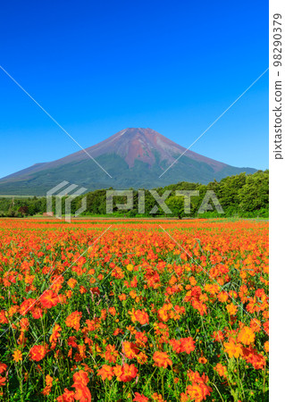 山梨縣_盛開的花園和富士山的絕景 98290379
