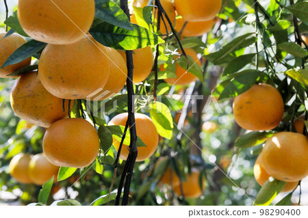 柑橘類水果，柑橘類水果，水生水果，柑橘樹，往年，果園，柑橘類水果，橘子，水果，橙樹，元旦，果園， 98290400