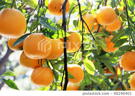 柑橘類水果，柑橘類水果，水生水果，柑橘樹，往年，果園，柑橘類水果，橘子，水果，橙樹，元旦，果園， 98290401