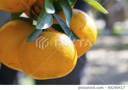 Citrus fruits, citrus fruit, water fruit, citrus tree, past years, orchards, citrus fruits, mandarin oranges, fruits, orange trees, New Year holidays, orchards, 98290417